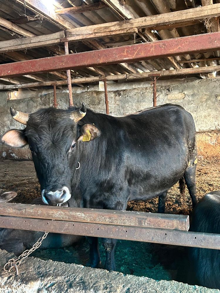 Yerli kara büyükbaş hayvan, Kapaklı Adak Tekirdağ